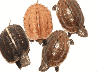 常见杂交乌龟养殖  