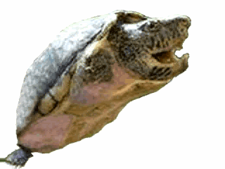 麝香龟养殖技术